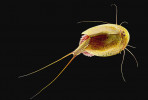Listonoh letní (Triops cancriformis) patří stále mezi nejběžnější lupenonohé korýše České i Slovenské republiky.  Foto J. Kautman