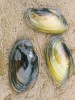 Škeblička plochá (Pseudanodonta complanata). Foto L. Beran