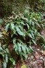 Jelení jazyk celolistý (Asplenium scolopendrium) na přirozeném stanovišti. Pustý žleb v Moravském krasu (2019). Foto D. Láníková