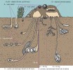Diverzita hnízdních typů koprofágních brouků. Písmeno značí funkční skupinu – detailnější dělení tří hlavních skupin, blíže v textu. Čas udává maximální délku pobytu a práce dospělců na potravním zdroji. A – velcí váleči (>400 mg suché hmotnosti dospělce), např. rod vruboun (Scarabaeus), B – malí váleči (<400 mg suché váhy dospělce), např. výkalník vrubounovitý (Sisyphus schaefferi), C – rychle zahrabávající štolaři, např. výkalník  pečlivý (Copris lunaris), D – velcí pomalu zahrabávající štolaři (>10 mg), např. rod chrobák (Geotrupes), E – malí pomalu zahrabávající štolaři (<10 mg), např. rod lejnožrout (Onthophagus), F – klepto­paraziti, např. hnojník rudonohý (Aphodius rufipes, syn. Acrossus rufipes), G – obývači, např. většina zástupců rodu hnojník (Aphodius). Kreslila a upravila M. Chumchalová podle: I. Hanski a Y. Cambefort (1991)