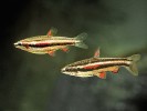 Pár drobnoústky trpasličí (N. marginatus) – samička (nahoře) bývá plnější v břišní oblasti, dole je štíhlejší  a delší sameček. Foto J. Eliáš