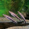 Do rodu Nannostomus náleží  i šikmostojka černopruhá (N. eques),  charakteristická svým způsobem  plavání – s hlavou šikmo vzhůru.  Vpravo samec, vlevo dvě samice. Foto J. Eliáš