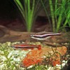 Drobnoústka pruhovaná (Nanno­stomus beckfordi). Nahoře samice,  dole samec, který bývá štíhlejší a má  bíle zbarvené konce břišních ploutví  a červenou řitní ploutev. Foto J. Eliáš