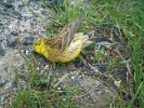 Kadáver strnada obecného (Emberiza citrinella). Foto M. Duľa