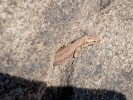 Mladá ještěrka zední (Podarcis muralis), Praha, 5. února 2024. Foto A. Funk
