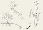  Epigeogenní oddenek. Devětsil Petasites frigidus (vlevo), škarda bahenní (Crepis paludosa, vpravo). Orig. J. Klimešová