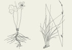 Epigeogenní oddenek. Hvězdnatec zubatý neboli h. čemeřicový (Hacquetia epipactis, vlevo) a ostřice Hostova (Carex hostiana, vpravo).  Orig. J. Klimešová