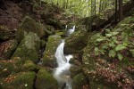 Suchá Kamenice v národní přírodní rezervaci Kaňon Labe představuje  typickou lokalitu výskytu mloka  skvrnitého. Foto V. Sojka