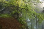 Dospělí mloci bývají nalézáni  i na poměrně extrémních stanovištích, jako např. na úpatí Stříbrných stěn v národním parku České Švýcarsko. Foto V. Sojka