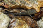 Mlok skvrnitý (Salamandra salaman­dra) využívá  v Českém Švýcarsku  k rozmnožování  kromě typických  stanovišť také  podzemní prostory. Foto V. Sojka