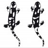 Ukázka jedinců zařazených jako  přechodná forma mezi S. s. salamandra a S. s. terrestris. Originál P. Benda