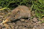 Hraboš polní (Microtus arvalis) patří mezi první tři nejčastější druhy savců určené v kořisti výra na Českolipsku. Foto M. Anděra