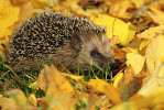 Ježek (Erinaceus sp.) patří mezi první tři nejčastější druhy savců určené v kořisti výra na Českolipsku. Foto L. Vaněk