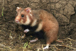 Do kořisti v minulosti patřil i křeček polní (Cricetus cricetus). Současný úbytek křečka v krajině ho ale z výří potravy postupně vyřazuje. Foto M. Anděra