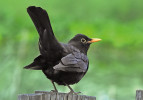 Také kos černý (Turdus merula) představuje častou potravu této sovy. Foto M. Anděra