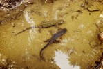 Čolek horský (Ichthyosaura alpestris), nahoře samice, dole samec. Foto T. Holer