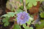 Květ kakostu českého (Geranium bohemicum). Foto P. Mráz