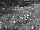Sasanka lesní (Anemone sylvestris) z čeledi pryskyřníkovitých (Ranunculaceae) je u nás vzácným ohroženým  druhem, vyskytujícím se sporadicky v teplých oblastech. Na Komárkově  lesostepi v Českém krasu se jí daří stále dobře. Foto L. Juřičková