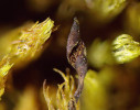 Suchá tobolka T. ceratophylla  se šikmou štěrbinou vytvářející se po dozrání výtrusů od středu tobolky.  Průměr kulovitých a na povrchu výrazně ornamentovaných spor patrných  ve štěrbině je asi 10 μm. Herbářová položka (PRC) byla sebrána v r. 2015  na Adak Island, Aleutské ostrovy,  Aljaška, USA. Foto Z. Soldán