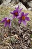 Koniklec slovenský (Pulsatilla slavica). Foto P. Turis