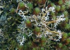 V pralesovitém porostu Na Strašidlech přežívá zřejmě poslední stélka paličkovce korálovitého (Sphaerophorus globosus). Dnes tento citlivý lišejník známe z klimaxových smrčin Šumavy, z karů šumavských ledovcových jezer a z kamenného moře v Povydří. Foto J. Seawright