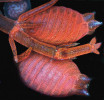 Parožnatky (Charophyceae) jsou morfologicky nejsložitější řasy, ale nelze z toho usuzovat na jejich spřízněnost s vyššími rostlinami. Obě linie se vyvíjely naprosto nezávisle. Snímek byl pořízen konfokálním fluorescenčním mikroskopem, proto se řasa nejeví zelená, ale červená. Modravý kulovitý útvar v levém horním rohu (antheridium) obsahuje vlákna vytvářející spermatické buňky. Ty pomocí bičíků vplouvají do archegonií, velkých lahvicovitých útvarů, ve kterých je samičí pohlavní buňka – vajíčko. Zde se také po oplození vyvíjí zygota v odolnou sporu. Foto: S. Vosolsobě