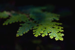 Plavuně (Lycopodiopsida) nesou mnoho znaků prvotních rostlin.  Vraneček (Selaginella) z thajských tropických lesů. Foto: S. Vosolsobě