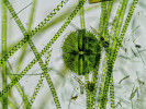 Spájivé řasy (Zygnemophyceae), zde šroubatka (Spirogyra) a Micrasterias, jsou na základě současného poznání  sesterskou skupinou, tedy nejbližšími příbuznými vyšších rostlin. Ačkoli se s nimi nejčastěji setkáme ve sladkovodním prostředí, poradí si i na vlhkých skalách a nemají problém, ani když začne tůň, v níž žijí, vysychat. U vláknitých druhů bylo zjištěno, že vnější vlákna jsou dobrovolně obětována pro ochranu vnitřních vláken kolonie, která zatím provedou pohlavní proces a vytvoří odolné zygotické spory, jež přežijí sucho i mráz. Dá se v tom hledat náznak adaptací k suchozemskému způsobu života, ale celý proces mohl vzniknout i nezávisle na pokrocích dosažených vyššími rostlinami. Foto: S. Vosolsobě