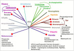 Schematizovaný eukaryotický strom zobrazující eukaryotické superskupiny, tři největší jsou rozdělené na dílčí linie, a linie nezařazené do superskupin. Podtržené linie zahrnují rostliny, houby a živočichy, všechny ostatní se skládají výhradně z protist (a i v podtržených skupinách nějaká ta protista najdeme). Červenými body jsou zvýrazněny linie, ve kterých došlo alespoň jednou ke vzniku obligátní anaerobiózy. Kurzívou jsou uvedeny rody zobrazené na následujících snímcích, (m) označuje rody s mitochondriemi. Orig. I. Čepička, upravila R. Bošková.