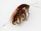 Hrotnatka Daphnia umbra je poměrně vzácným arktoalpínským druhem  perloočky. Nejvíce jejích populací  známe ze Skandinávie, jedinci na snímcích (tomto a následujícím) pocházejí ze severního Finska a z Norska, ale nalezeny byly i v arktických vodách Sibiře a Kanady a také v horském jezeře ve Střední Asii.  Míra pigmentace se liší nejen mezi  populacemi, ale také sezonně,  v závislosti na intenzitě ultrafialového záření pod hladinou. Zde partenogeneticky se množící samice bez efipia. Foto A. Hobæk