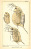 Kresby hrotnatky Daphnia lumholtzi z původního popisu druhu od významného norského přírodovědce Georga Ossiana Sarse z r. 1885. Na obrázku je zachycena dospělá samice s efipiem, pocházející z prostředí bez ryb, samec a nenarozené embryo. 