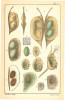 Kresby hrotnatky Daphnia lumholtzi z původního popisu druhu od významného norského přírodovědce Georga Ossiana Sarse z r. 1885. V horní části  obrázku jsou detaily efipia, jeho vnitřní struktury a embryonální vývoj.  Výrazný hrot na hlavě juvenilního  jedince, spolu s robustním ostnem  na konci těla a hroty vybíhajícími  i do stran hlavy, se v přítomnosti látek  vylučovaných rybami (kairomonů)  udržují i u dospělých jedinců  a mohou tyto hrotnatky efektivně  chránit před predací drobnými rybami  (blíže v článku na str. CVII). Ve spodní části  tabule jsou zachycena efipia jiných rodů perlooček.