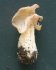 Plodnice chřapáče kadeřavého (Helvella crispa). Foto O. Koukol