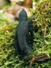 Stroma dřevnatky mnohotvárné  (Xylaria polymorpha) vyrůstající z pařezu po­rostlého mechem. Mech v okolí stromatu zbarvují do černa vystřelené askospory. Foto O. Koukol