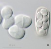 Vegetativní buňky druhu Schizo­saccharomyces octosporus dělící se příčným štěpením a vřecko s askosporami. Foto O. Koukol