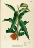 Mezi rostliny nesoucí jménoTadeáše Haenkeho patří filipínská Amyema haenkeana z čeledi ochmetovitých (Loranthaceae). Zdroj: Flora de Filipinas (Blanco, mezi 1880 a 1883)