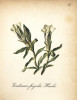 Mezi rostliny popsané Tadeášem Haenkem patří hořec ledovcový (Gentiana frigida). Zdroj: Die Alpenpflanzen nach der Natur gemalt (Graf a kol. 1879, 1884)