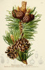 Mezi rostliny popsané Tadeášem Haenkem patří borovice kleč (Pinus mugo, syn. P. montana Mill.). Zdroj: Atlas der Alpenflora (Dalla Torre 1882)