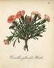 Mezi rostliny popsané Tadeášem Haenkem patří hvozdík ledovcový (Dianthus glacialis). Zdroj: Die Alpenpflanzen nach der Natur gemalt (Graf a kol. 1879, 1884)