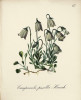 Mezi rostliny popsané Tadeášem Haenkem patří zvonek maličký (Campanula pusilla, nyní C. cochleariifolia) Zdroj: Die Alpenpflanzen nach der Natur gemalt (Graf a kol. 1879, 1884)