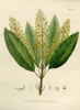 Mezi rostliny nesoucí jménoTadeáše Haenkeho patří jihoamerická Vochysia haenkeana z řádu myrtotvarých (Myrtales). Zdroj: Nova genera et species plantarum (1824–29)