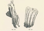 Bohumil Němec: Další studie o regeneraci, IV. Regenerované adventivní pupeny z bazální části listové čepele (vlevo) u Streptocarpus wendlandii (podpětovité – Gesneriaceae) kvetou, ty z apikální části vytvářejí pouze vegetativní prýty. Rozpravy ČAVU, ročník XX/1911, č. 42. Obrazové materiály poskytla Knihovna Akademie věd ČR, v. v. i.