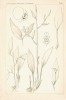 Josef Velenovský: O phyllokladiích rodu Danaë. Rozpravy, ročník I/1892, č. 42. Obrazové materiály poskytla Knihovna Akademie věd ČR, v. v. i.