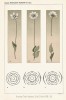 Jan Vilhelm: Teratologická pozorování na toliji bahenní (Parnassia palustris). Diagramy normálního květu (a) a zdvojení  květních elementů (b a c). Rozpravy,  ročník VIII/1899, č. 18. Obrazové materiály poskytla Knihovna Akademie věd ČR, v. v. i.