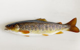 Pouze pstruh obecný (Salmo trutta) ve Vltavě hostí parazitické larvy mlže perlorodky říční (Margaritifera margaritifera). Foto O. Slavík