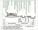 Znázornění příčného průřezu říční nivou v oblasti Vltavského luhu. Orig. I. Bufková