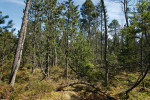 Vrchovištní vegetace s porosty borovice zobanité blatky (Pinus uncinata subsp. uliginosa) na rašeliništi Malá Niva. Foto I. Bufková
