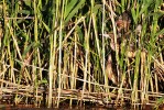 Mláďata bukáčka malého (Ixobrynchus minutus) vyvedená na Slatině v r. 2016. V Praze nyní hnízdí jen tady. Foto J. Grünwald