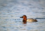 Samec poláka velkého (Aythya ferina). Foto J. Grünwald