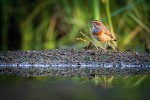 Samec slavíka modráčka středoevropského (Luscinia svecica cyanecula) s podzimním opeřením. Foto J. Grünwald